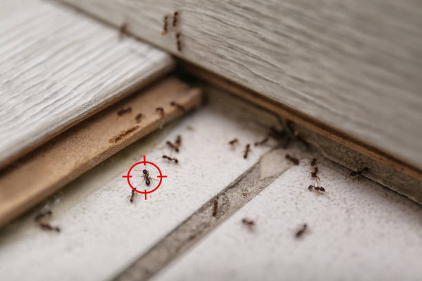 Best Best Pest Control Companies  in De Pue, IL
