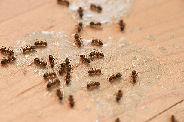 Best Mosquito Control Services  in De Pue, IL