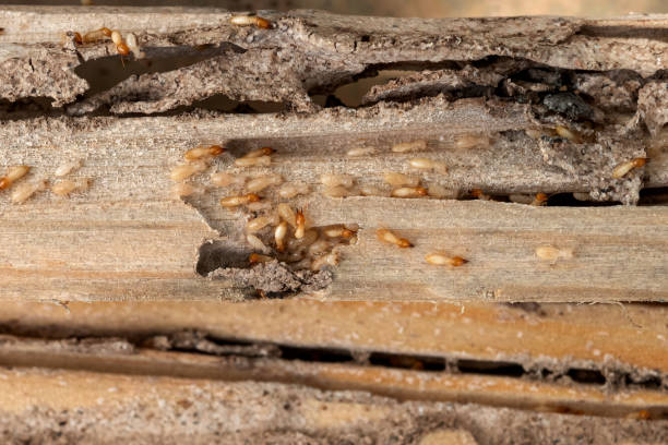 Best Bed Bug Extermination  in De Pue, IL