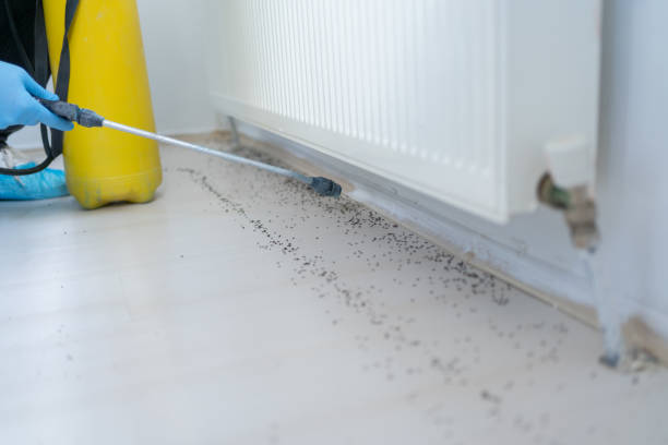 Best Wasp Removal Services  in De Pue, IL